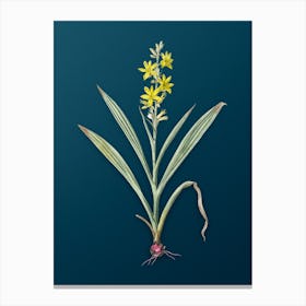 Vintage Wachendorfia Thyrsiflora Botanical Art on Teal Blue n.0289 Canvas Print