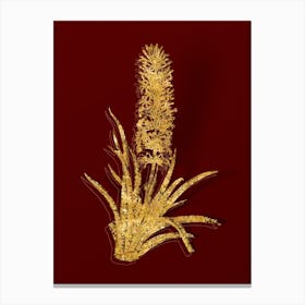 Vintage Snake Plant Botanical in Gold on Red n.0339 Canvas Print