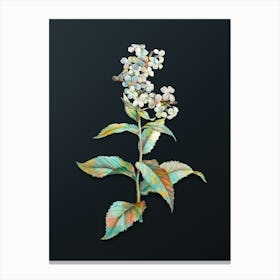Vintage White Gillyflower Bloom Botanical Watercolor Illustration on Dark Teal Blue n.0149 Canvas Print