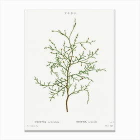 Sictus Tree, Pierre Joseph Redoute Canvas Print