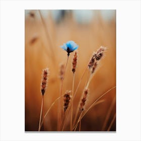 Blue Corn Flower No 1 Canvas Print