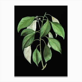 Vintage Camphor Tree Botanical Illustration on Solid Black n.0210 Canvas Print