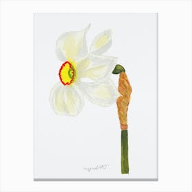 Daffodil 3 Canvas Print