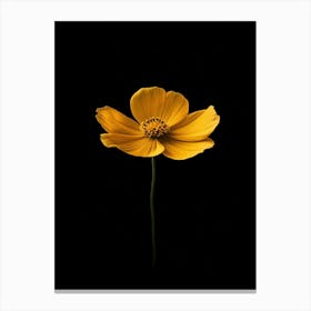 Single Yellow Flower On Black Background 2 Canvas Print