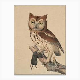 Owl Perched On Branch Canvas Print