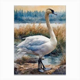 Turquoise Tundra Swan Canvas Print