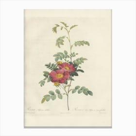 Rose Illustration, Pierre Joseph Redoute (75) Canvas Print