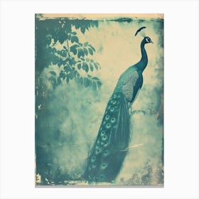 Vintage Peacock In The Trees Cyanotype Inspired 2 Canvas Print