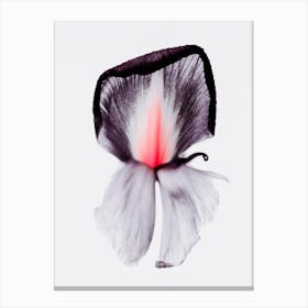 Pink Iris 1 Canvas Print