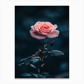 Pink Rose 38 Canvas Print