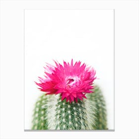 Pink Flowering Cactus Canvas Print