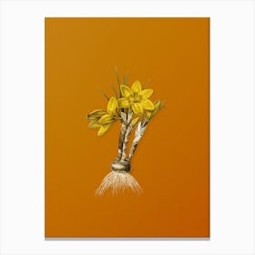 Vintage Crocus Luteus Botanical on Sunset Orange n.0956 Canvas Print