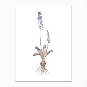 Stained Glass Scilla Obtusifolia Mosaic Botanical Illustration on White n.0324 Canvas Print