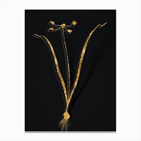 Vintage Allium Scorzonera Folium Botanical in Gold on Black n.0068 Canvas Print