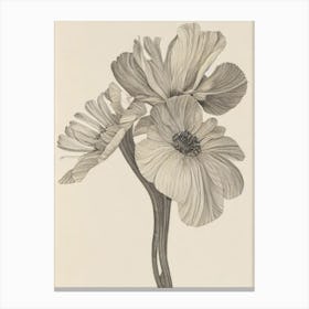 Anemone Vintage Botanical 2 Flower Canvas Print