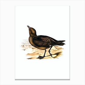 Vintage Skua Gull Bird Illustration on Pure White n.0032 Canvas Print