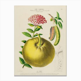 Pomegranate 8 Canvas Print