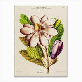 Magnolia Canvas Print