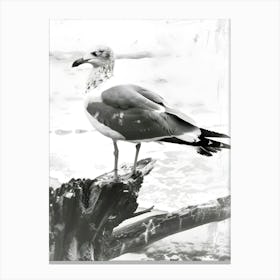 Seagull Canvas Print