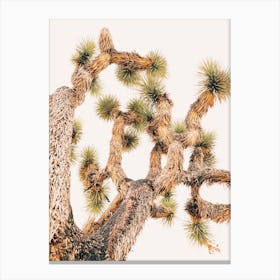 Joshua Tree Canvas Print