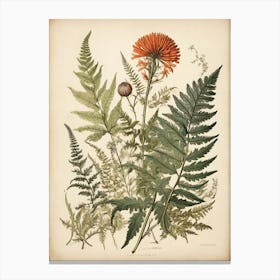 Painted Fern Wildflower Vintage Botanical Art Print Canvas Print