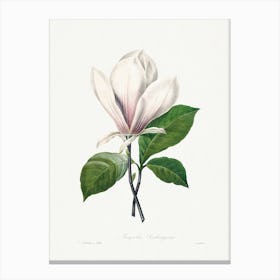 Magnolia Soulangiana, Pierre Joseph Redouté Canvas Print