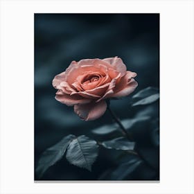 Pink Rose 78 Canvas Print