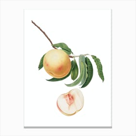 Vintage Duracina Peach Botanical Illustration on Pure White n.0219 Canvas Print