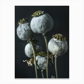 Opium Poppy Canvas Print