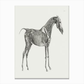 The Anatomy Of The Horse (1853) By George Stubbs 1b Canvas Print