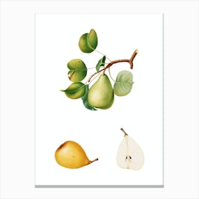 Vintage Pear Botanical Illustration on Pure White n.0074 Canvas Print