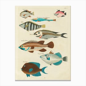 Colourful And Surreal Illustrations Of Fishes Found In Moluccas (Indonesia) And The East Indies, Louis Renard(33) Canvas Print