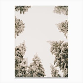 Looking Up In Winter Forest Canvas Print