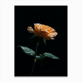 Single Rose On Black Background 52 Canvas Print