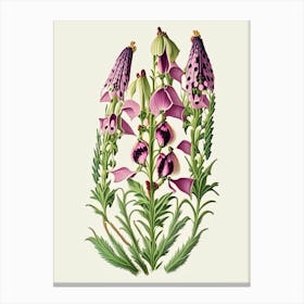 Foxglove Wildflower Vintage Botanical Canvas Print