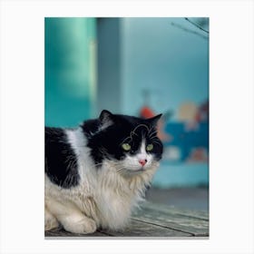 don't peek -cat Canvas Print