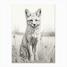 Tibetan Sand Fox In A Field Pencil Drawing 2 Canvas Print