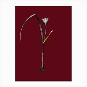 Vintage Cape Tulip Black and White Gold Leaf Floral Art on Burgundy Red n.0458 Canvas Print