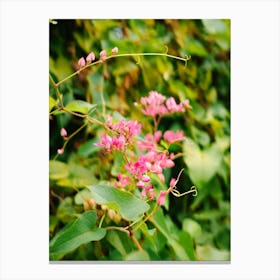 Pink Flowers in the Caribbean Canvas Print