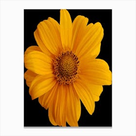 Yellow Daisy Canvas Print