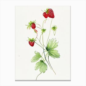 Alpine Strawberries, Plant, Minimalist Watercolour 2 Canvas Print