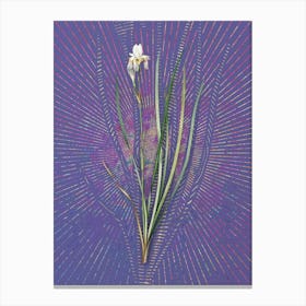 Vintage Siberian Iris Botanical Illustration on Veri Peri n.0554 Canvas Print