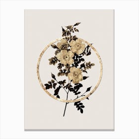 Gold Ring Thornless Burnet Rose Glitter Botanical Illustration n.0341 Canvas Print