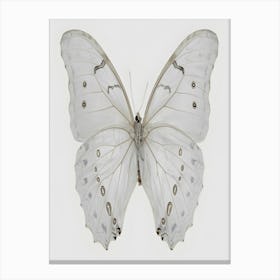 Butterfly 20 Canvas Print