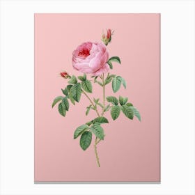 Vintage Provence Rose Bloom Botanical on Soft Pink n.0492 Canvas Print