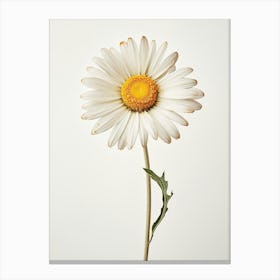 Pressed Flower Botanical Art Daisy Canvas Print