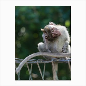 Macaque Monkey Portrait Bokeh Canvas Print