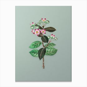 Vintage Tall Calotropis Flower Botanical Art on Mint Green n.0575 Canvas Print