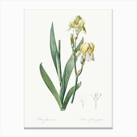 Lemonyellow Iris Illustration From Les Liliacées (1805), Pierre Joseph Redoute Canvas Print