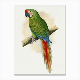 Parrot 18 Canvas Print